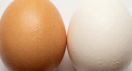 structural differences in baking