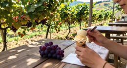 San Miniato: A Cosmos Of Grape Growing